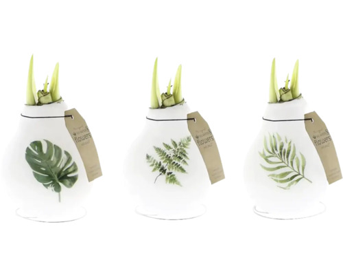 Drei Blumenzwiebeln in Glasvasen mit Pflanzenmotiven und Etiketten