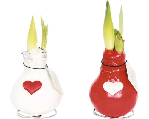 Zwei gewachste Amaryllis-Zwiebeln mit Herz-Dekor und Trieben auf Metallständern