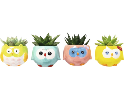 Vier Sukkulenten in Töpfen mit Eulendesign