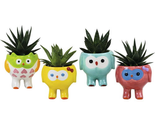 Vier dekorative Blumentöpfe in Eulenform mit Sukkulenten bepflanzt