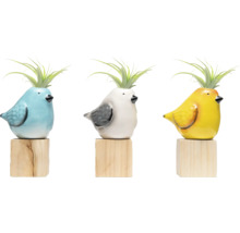 Drei bunte Vogel-Übertöpfe mit Luftpflanzen auf Holzsockeln