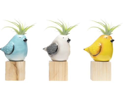 Drei bunte Vogel-Übertöpfe mit Luftpflanzen auf Holzsockeln