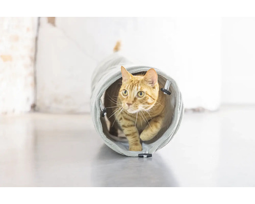 Eine Katze geht durch einen Katzentunnel.