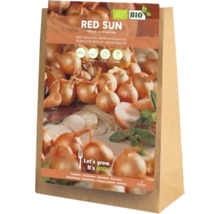 Rote Schalotten Blumenzwiebeln in einer Papiertüte