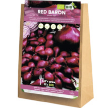 Rote Baron Winterzwiebel-Setzlinge in einer Papiertüte