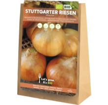 Stuttgarter Riesen Zwiebelstecklinge in einer Papiertüte