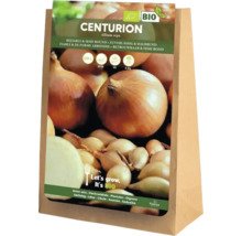 Packung Zwiebeln Centurion, Allium cepa, Bio-Qualität