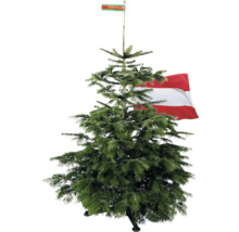 Nordmanntanne mit Österreich Flagge