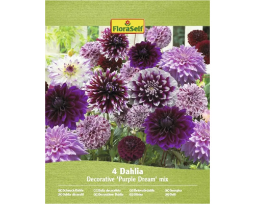 Verpackung mit vier Zier-Dahlien der Sorte 'Purple Dream' von FloraSelf
