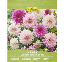 FloraSelf Dahlienmischung Pink Dream, Packung mit vier Zwiebeln