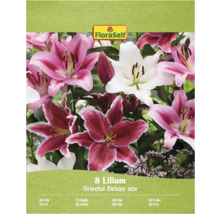 Packung mit Lilien Oriental Deluxe Mischung