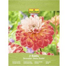 Packung mit zwei dekorativen Sturm Double Dahlien