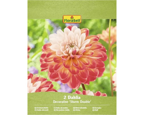 Packung mit zwei dekorativen Sturm Double Dahlien