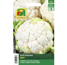 Blumenkohlsamen der Sorte Igloo