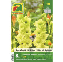 Packung großblumiger Gladiolen der Sorte Kio von Austro Saat