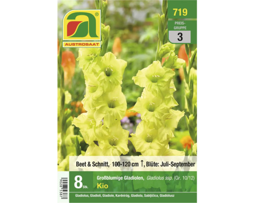 Packung großblumiger Gladiolen der Sorte Kio von Austro Saat