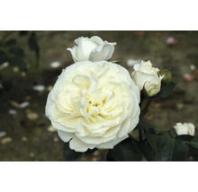 Nahaufnahme einer weißen Rose mit Blüten und Blättern