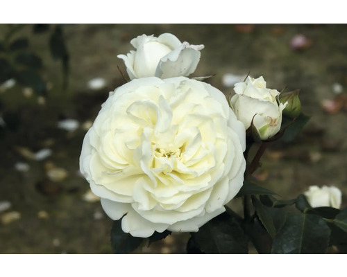 Nahaufnahme einer weißen Rose mit Blüten und Blättern