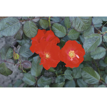 Nahaufnahme von roten Rosenblüten mit grünen Blättern