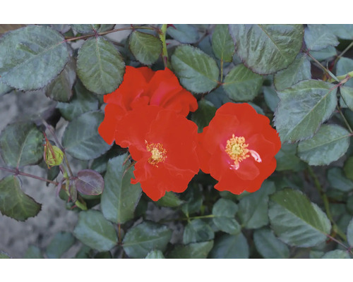 Nahaufnahme von roten Rosenblüten mit grünen Blättern
