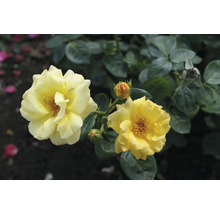 Gelbe Rose mit Blüten und Blättern