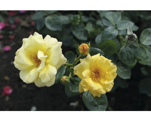 Gelbe Rose mit Blüten und Blättern