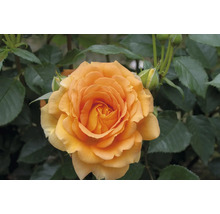 Nahaufnahme einer orangefarbenen Rose im Garten