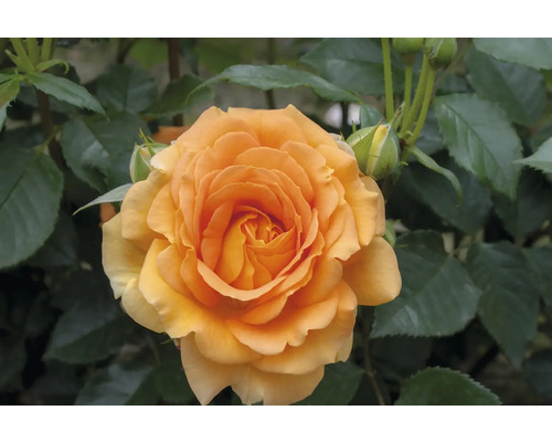 Nahaufnahme einer orangefarbenen Rose im Garten