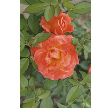 Nahaufnahme einer orangefarbenen Rose mit grünen Blättern