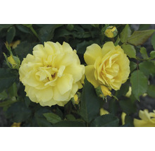 Gelbe Rosenblüten und Knospen mit grünen Blättern