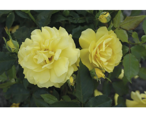 Gelbe Rosenblüten und Knospen mit grünen Blättern