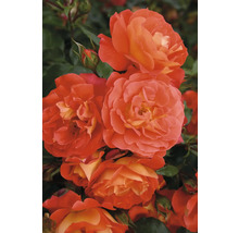 Nahaufnahme einer orangefarbenen Rose mit grünen Blättern