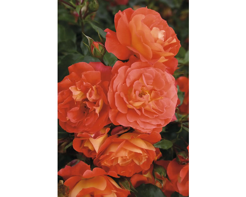 Nahaufnahme einer orangefarbenen Rose mit grünen Blättern