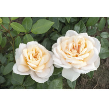 Zwei Rosenblüten mit Blättern