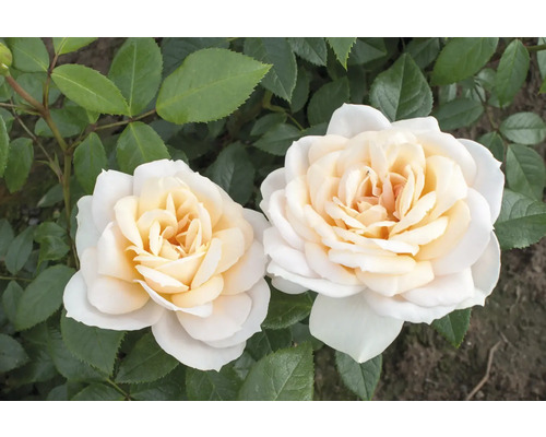 Zwei Rosenblüten mit Blättern