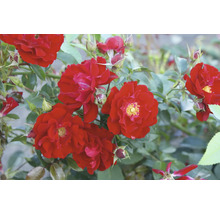 Blühende rote Rose im Garten