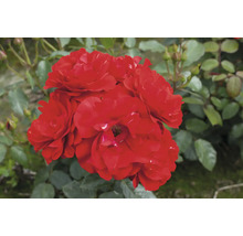 Rote Beetrose mit grünen Blättern