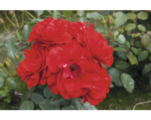 Rote Beetrose mit grünen Blättern