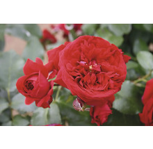 Nahaufnahme von roten Rosenblüten mit grünen Blättern