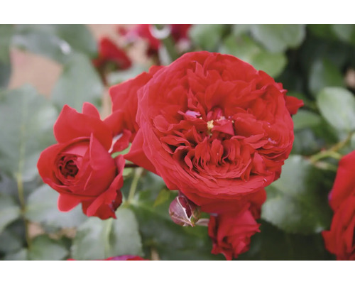 Nahaufnahme von roten Rosenblüten mit grünen Blättern