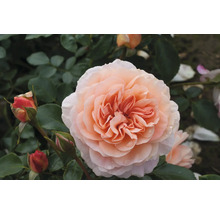 Nahaufnahme einer pfirsichfarbenen Rose mit Knospen und grünen Blättern.