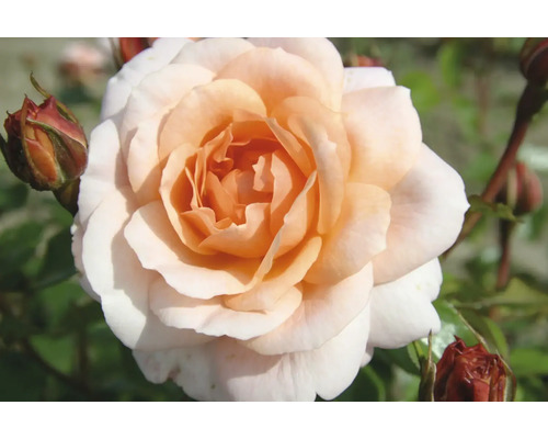 Nahaufnahme einer einzelnen Rose mit Knospen