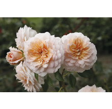 Nahaufnahme einer Rose mit mehreren Blüten