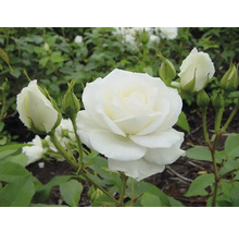 Nahaufnahme einer weißen Rose mit Knospen