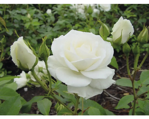 Nahaufnahme einer weißen Rose mit Knospen