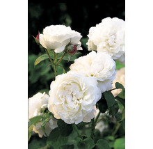 Nahaufnahme von weißen Rosenblüten mit grünen Blättern