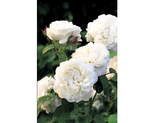 Nahaufnahme von weißen Rosenblüten mit grünen Blättern