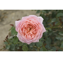 Nahaufnahme einer einzelnen, rosa Rose mit Blütenblättern