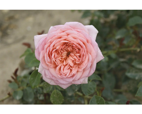 Nahaufnahme einer einzelnen, rosa Rose mit Blütenblättern
