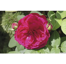 Nahaufnahme einer geöffneten Rose mit Knospen und Blättern
